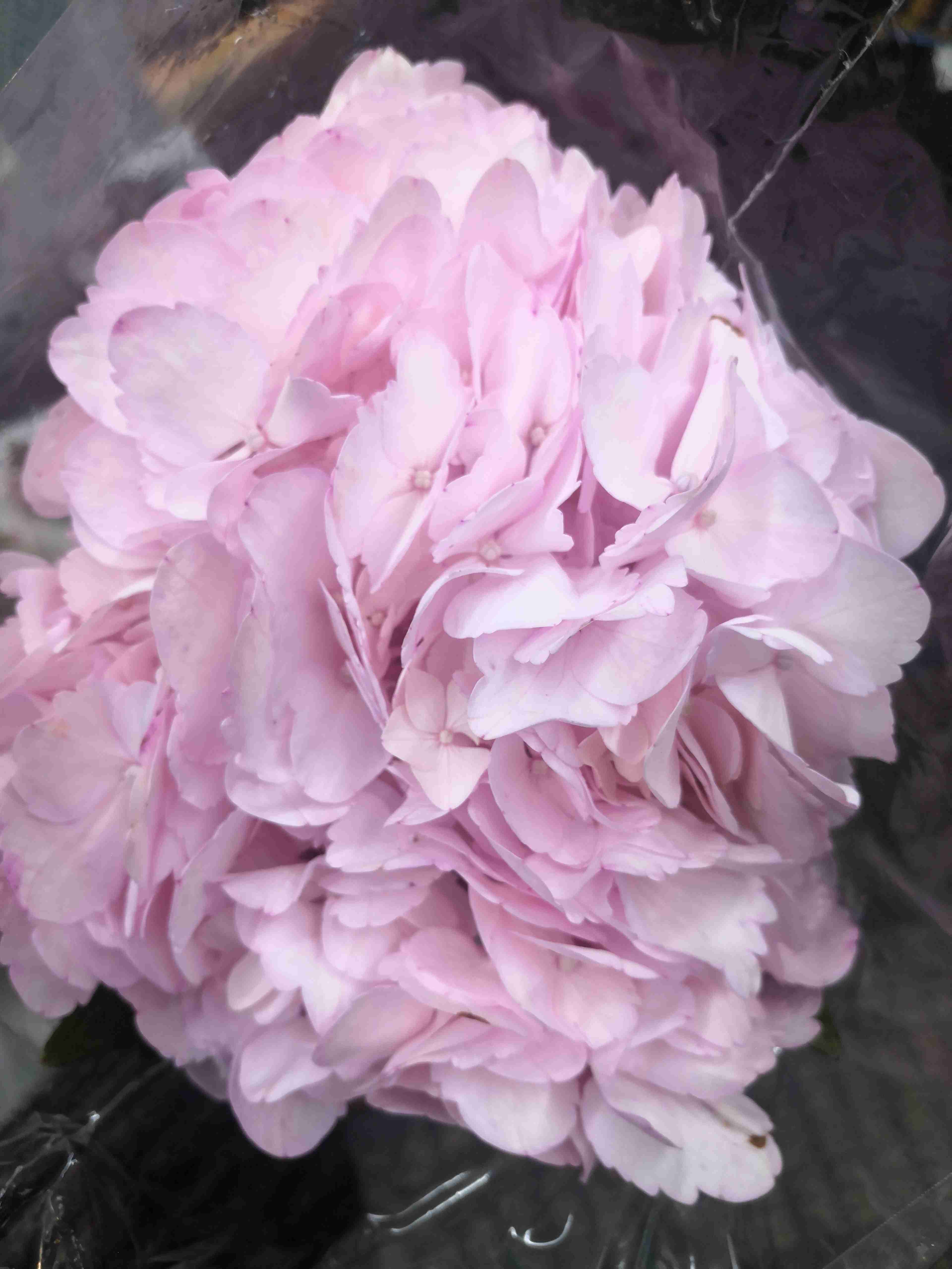 配花-绣球-淡粉-1支（进口品种）