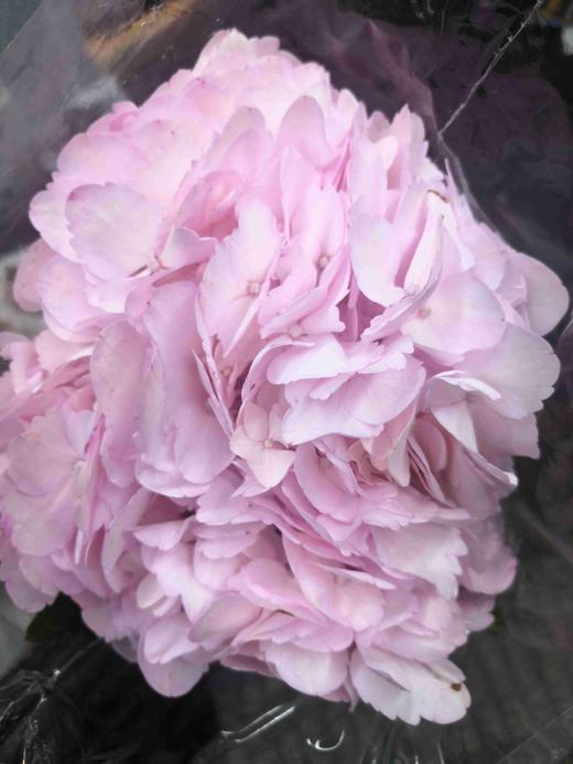 配花-绣球-淡粉-1支（进口品种） 商品图0