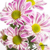 小菊 | 斑纹粉色 商品缩略图1