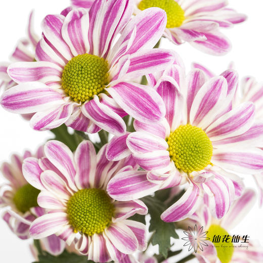 小菊 | 斑纹粉色 商品图1