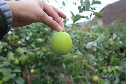 福建漳州牛奶贵妃枣净重4.5斤（25-32个） 全国包邮 商品图4