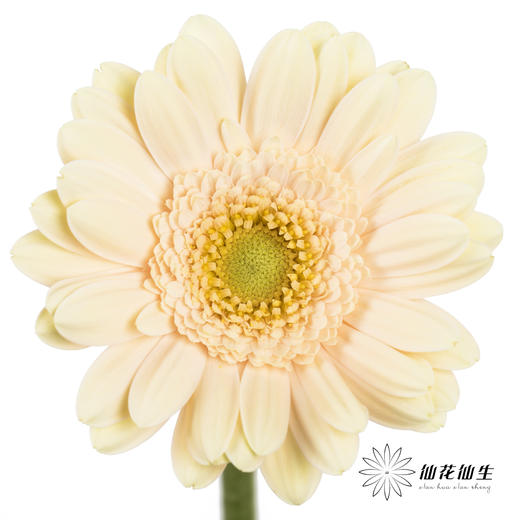 非洲菊 | 圣托里尼 商品图0