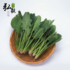 【弘毅六不用生态农场】六不用 顺季节 种植 菠菜 自留种 商品缩略图0