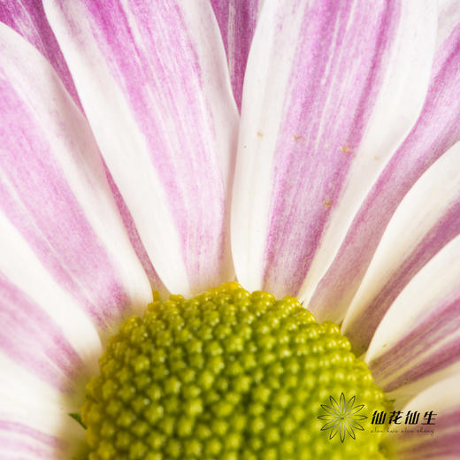 小菊 | 斑纹粉色 商品图4