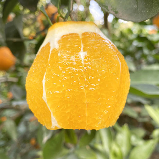 赣南脐橙 |  2025年第一口鲜橙，橙香味甜 商品图1