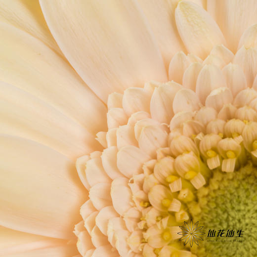 非洲菊 | 圣托里尼 商品图2