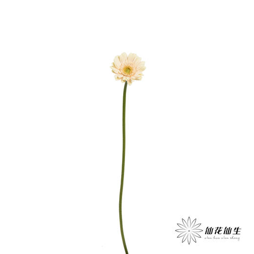 非洲菊 | 圣托里尼 商品图8