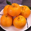 鲜嫩爆汁的椪柑 果粒颗颗饱满 柑味浓郁 产地采摘新鲜直达 3/5/9斤装 商品缩略图0