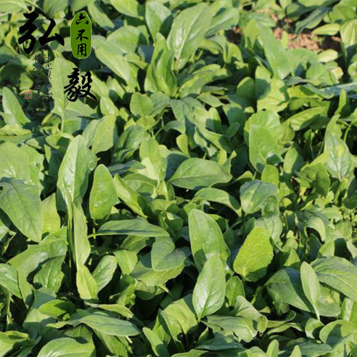 【弘毅六不用生态农场】六不用 顺季节 种植 菠菜 自留种 商品图3