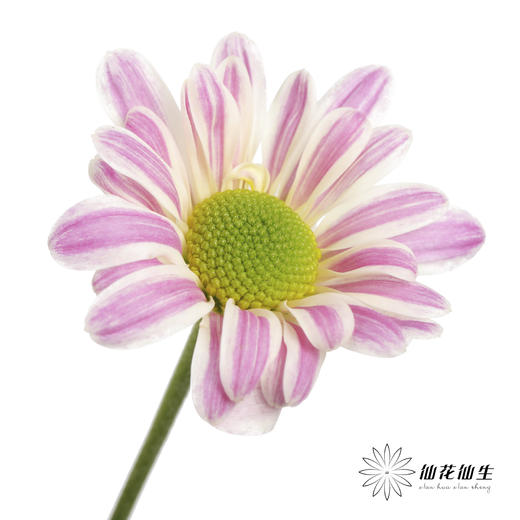 小菊 | 斑纹粉色 商品图3