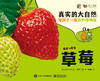 《真实的大自然》果蔬系列9册（草莓，葡萄，香蕉，苹果 番茄，玉米，土豆，蘑菇，豆子） 商品缩略图9
