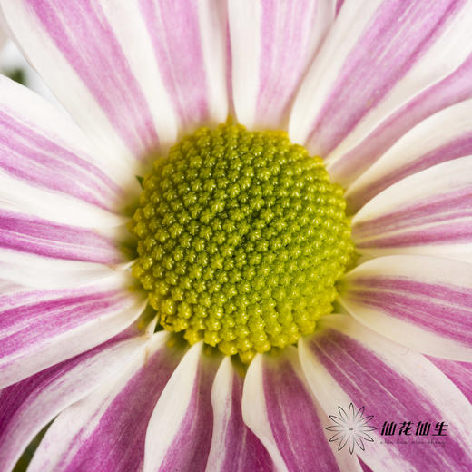 小菊 | 斑纹粉色 商品图2