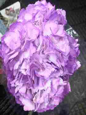 配花-绣球-淡紫色-1支（进口品种）