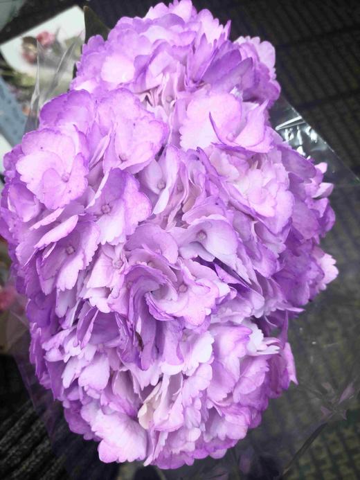 配花-绣球-淡紫色-1支（进口品种） 商品图0