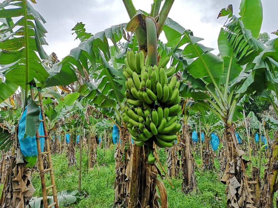 高州遁地雷香蕉需催熟