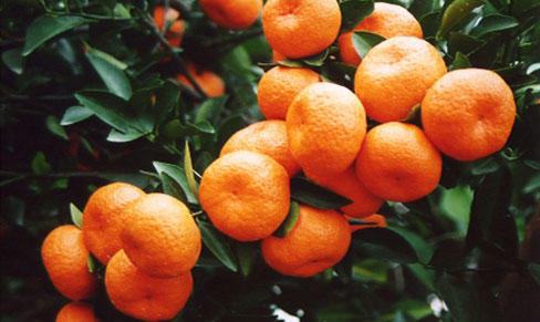 2025年江西南丰小蜜桔 净重5斤 包邮 商品图4