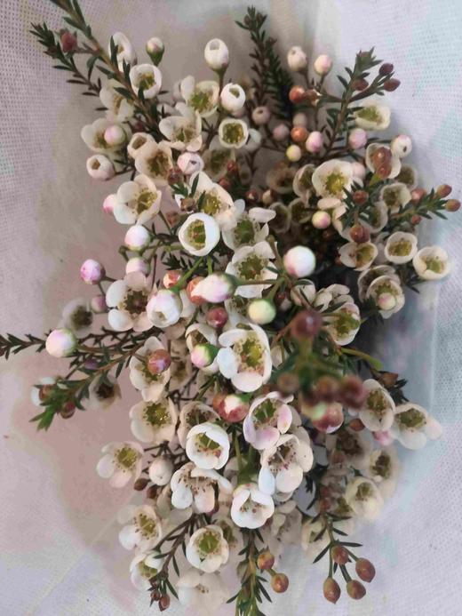 配花-澳梅-白色 商品图1