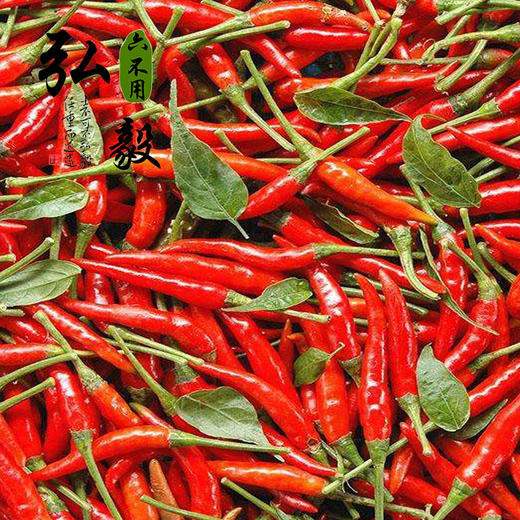 【弘毅六不用生态农场】六不用 辣椒酱 300克/份 商品图3