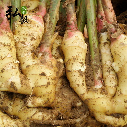 【弘毅六不用生态农场】六不用 生姜 自留老品种 商品图4