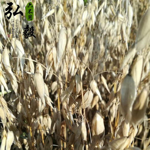 【弘毅六不用生态农场】六不用 燕麦片 裸燕麦片（1斤装） 商品图2
