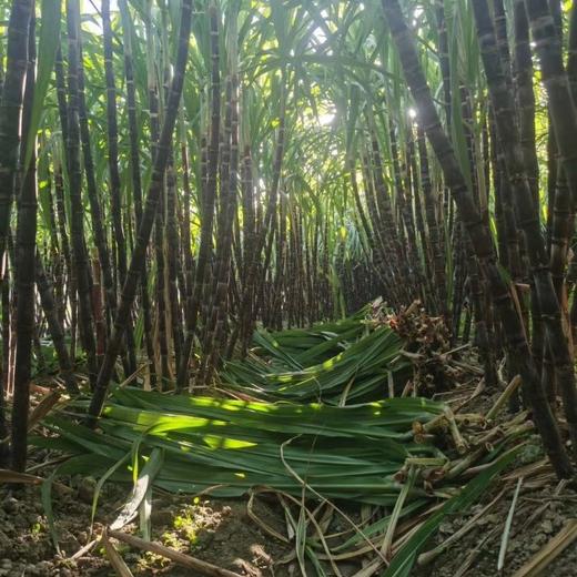 生态武夷山甘蔗 | 下单3天左右发货 | 公平贸易 | 基地直发* Sugar Cane | Coproducted 商品图5