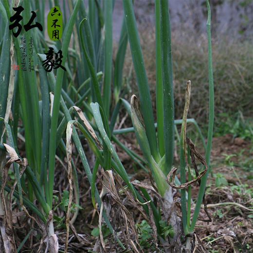 【弘毅六不用生态农场】六不用 大葱 露地种植 商品图3