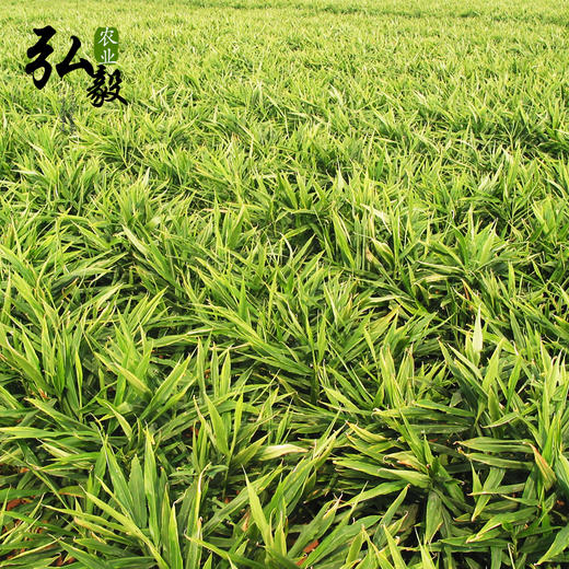 【弘毅六不用生态农场】六不用 生姜 自留老品种 商品图3