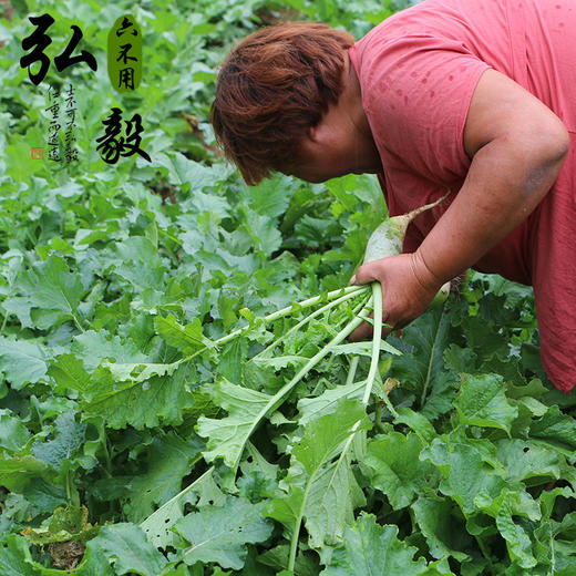 【弘毅六不用生态农场】六不用 顺季节 露地种植 青萝卜 商品图1
