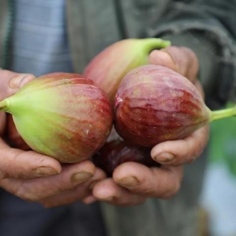 云南高山老树无花果 三斤装