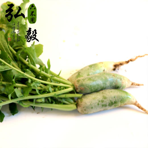 【弘毅六不用生态农场】六不用 顺季节 露地种植 青萝卜 商品图3