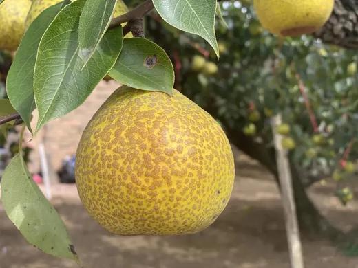 【30支！百年古树梨 莱阳梨膏熬制棒棒糖】 富含原儿茶酸 润喉护嗓 宝宝零食 老少皆宜 商品图1