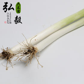 【弘毅六不用生态农场】六不用 大葱 露地种植