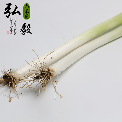 【弘毅六不用生态农场】六不用 大葱 露地种植 商品图0