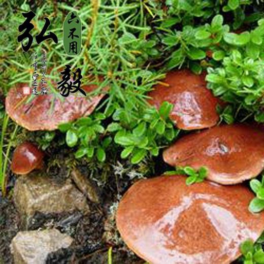 【弘毅六不用生态农场】六不用 牛肝菌 沂蒙山蘑菇 250克/份 商品图4