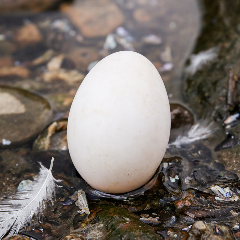 五谷生态散养 ·福建连城白鹭鸭蛋  地标产品 700年历史