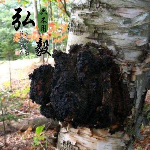 【弘毅六不用生态农场】六不用 天然 桦树茸 250克/份 商品图2