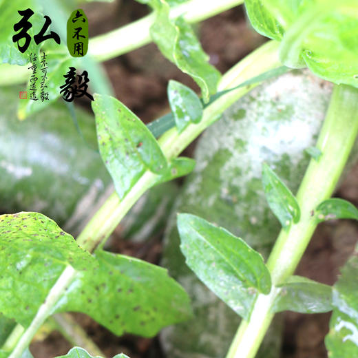 【弘毅六不用生态农场】六不用 顺季节 露地种植 青萝卜 商品图2