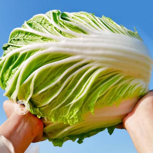 【有机】新疆焉耆大白菜/翠玉白菜(中国地理标志产品,一年一茬,无农残