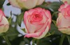 公主爱莎👑玫瑰(5月27日下午取花）,一束9～10支原价68元，团购价14元 商品缩略图7