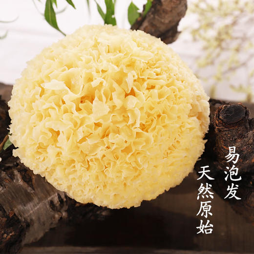 古田特级丑耳（银耳球干货）200克 健康无熏硫 商品图0