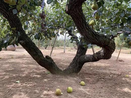 【30支！百年古树梨 莱阳梨膏熬制棒棒糖】 富含原儿茶酸 润喉护嗓 宝宝零食 老少皆宜 商品图2