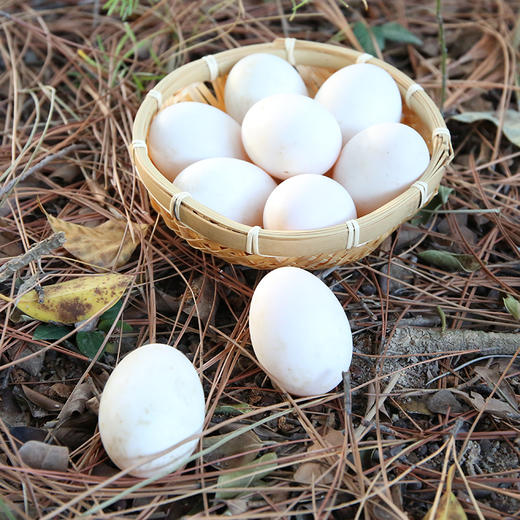 五谷生态散养 ·福建连城白鹭鸭蛋  地标产品 700年历史 商品图2