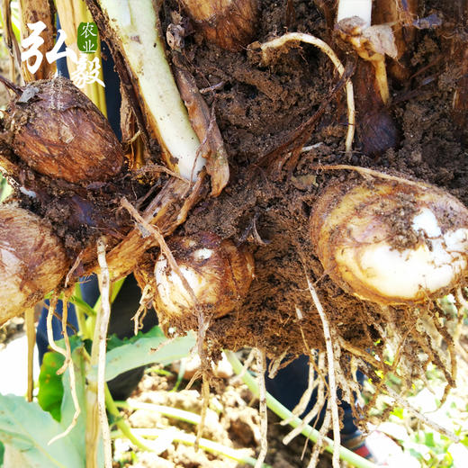 【弘毅六不用生态农场】六不用 顺季节 露地种植 毛芋头 3斤/份 商品图4