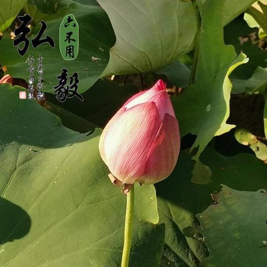 【弘毅六不用生态农场】六不用 莲子 去壳 自然风干 250克/份 商品图4