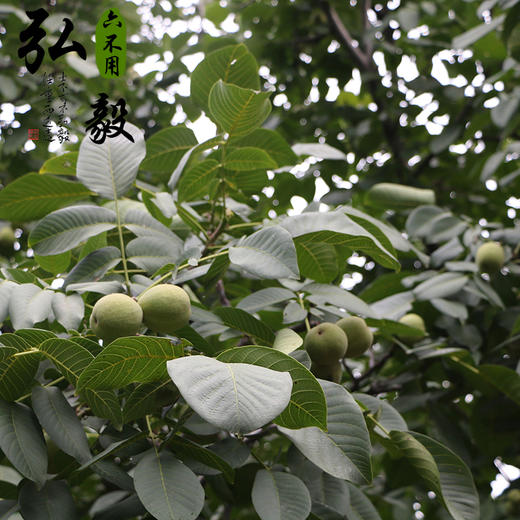 【弘毅六不用生态农场】六不用 干核桃 新品上架 老品种 1斤/份 商品图4