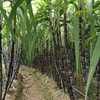 生态武夷山甘蔗 | 下单3天左右发货 | 公平贸易 | 基地直发* Sugar Cane | Coproducted 商品缩略图4