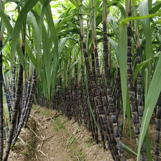生态武夷山甘蔗 | 下单3天左右发货 | 公平贸易 | 基地直发* Sugar Cane | Coproducted 商品图4