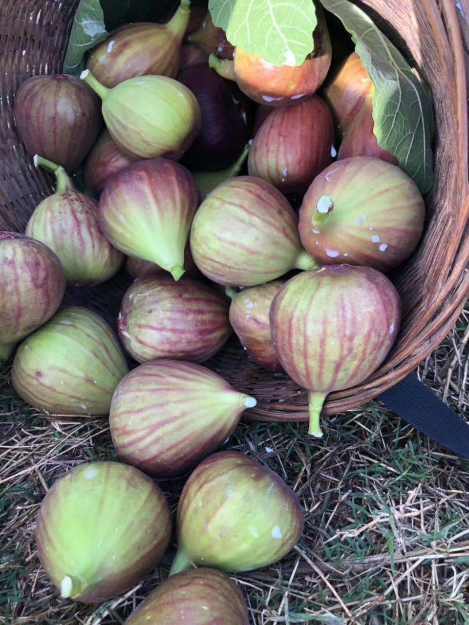 云南高山老树无花果 三斤装