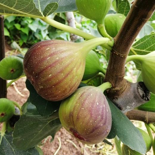 云南高山老树无花果 三斤装