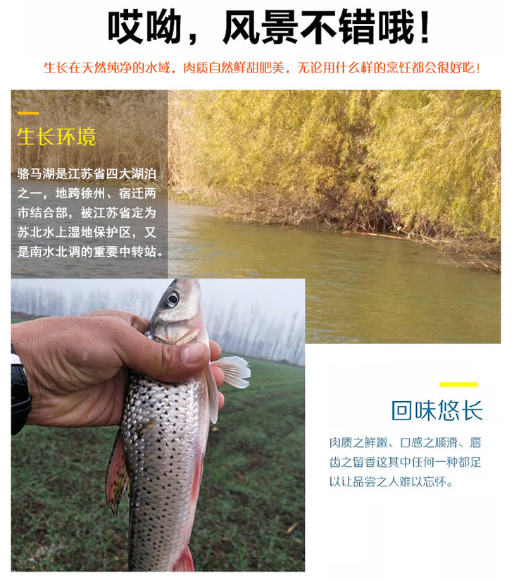 花骨鱼激浪鱼淡水鲜活现杀23条约500克